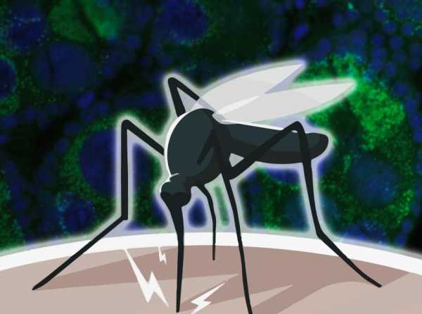 Dengue, wolbachia, vacuna y la realidad