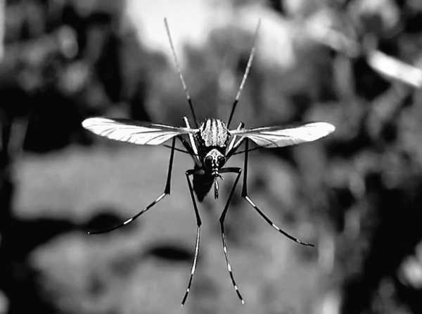 Ajuste t&eacute;cnico en la innovaci&oacute;n ante el dengue
