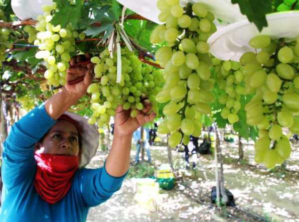 Agroexportación, competitividad y nuevo gobierno