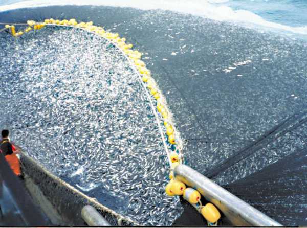 La pesca y el ecologismo radical