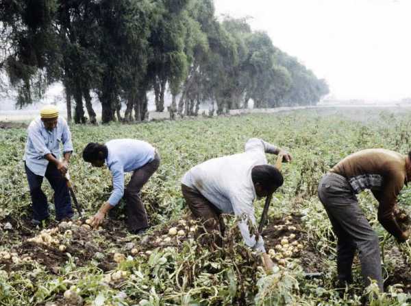 ¿Resucita el velasquismo agrario?