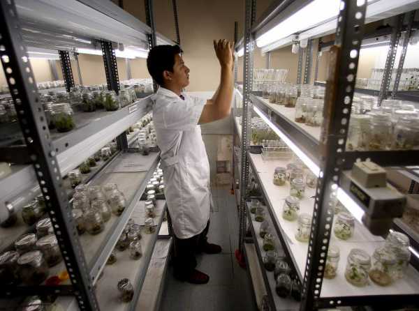 Los transgénicos y la biodiversidad
