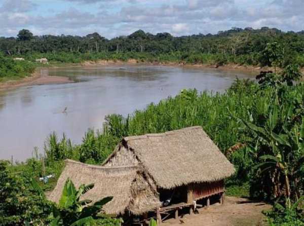 La selva que olvidamos