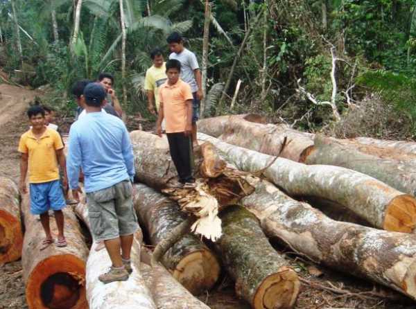 La Ley Forestal entrampada