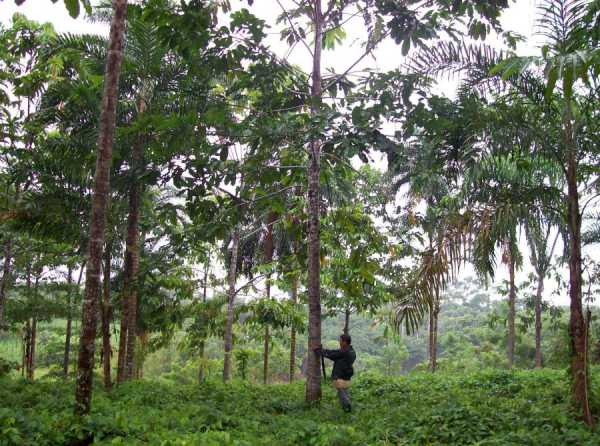 El sector forestal en el nuevo gobierno