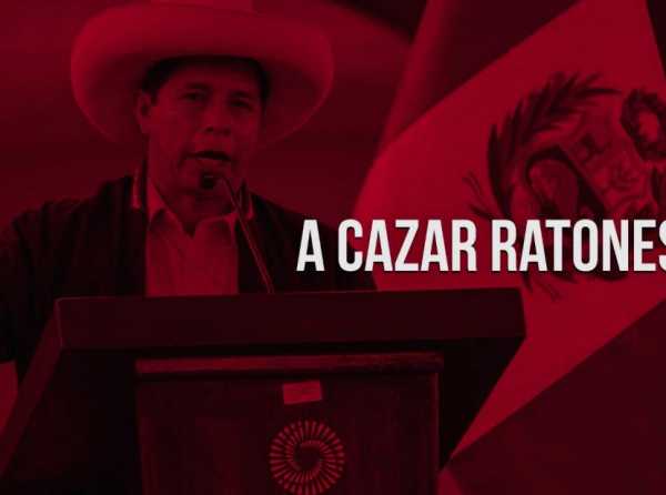 A cazar ratones
