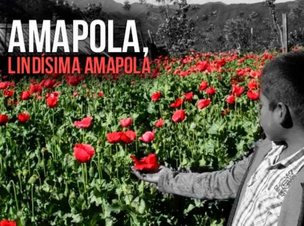 Amapola, lindísima amapola