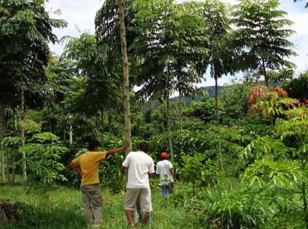 Amazonía: ¿se depreda y desperdicia o vale un Perú?