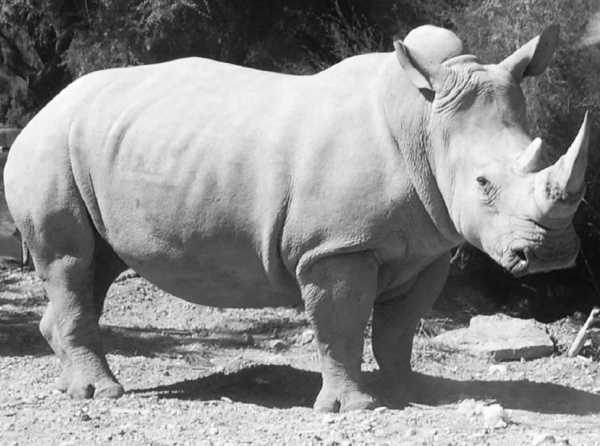 El último de su especie
