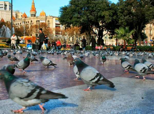 Animales de la ciudad
