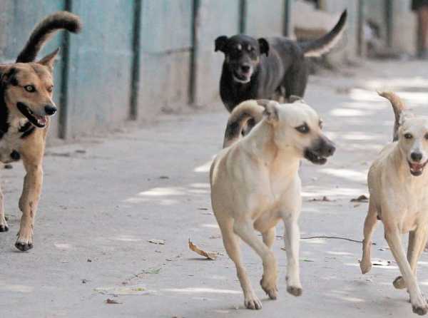 Perros