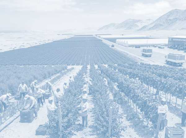 El desierto y la bendici&oacute;n agroexportadora del Per&uacute;