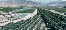 La estadista y el politiquero en las agroexportaciones