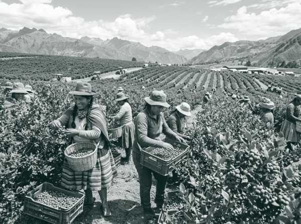 El ar&aacute;ndano, el cultivo de empleo masivo y el trabajo femenino