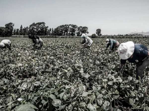 Sector agrario es objeto de una campaña de desinformación