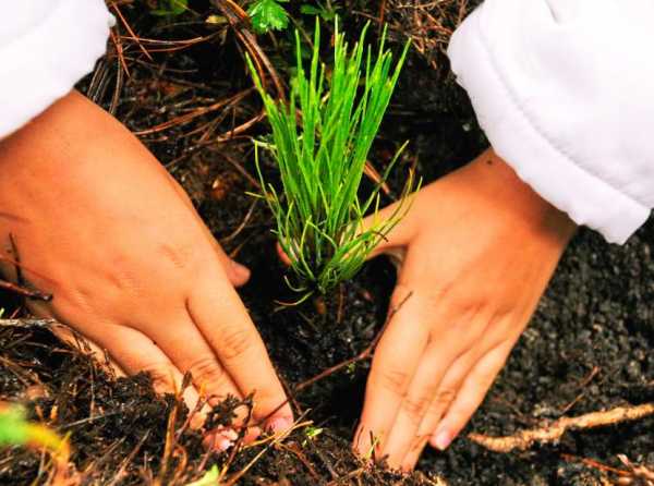 Reforestar para mejorar el medio ambiente