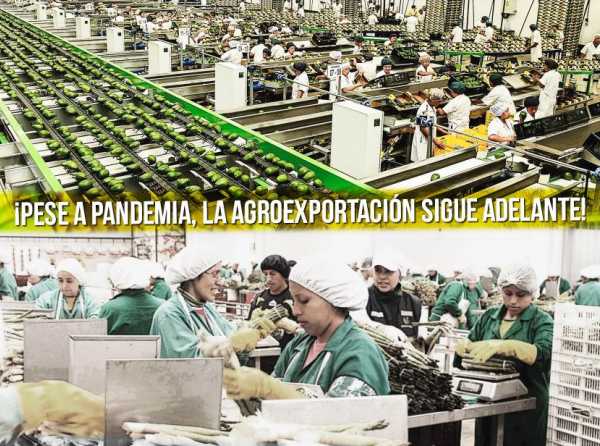 ¡Pese a pandemia, la agroexportación sigue adelante!