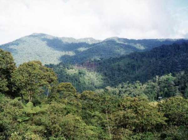 ¿Y el sector forestal?