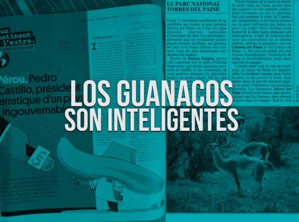 Los guanacos son inteligentes