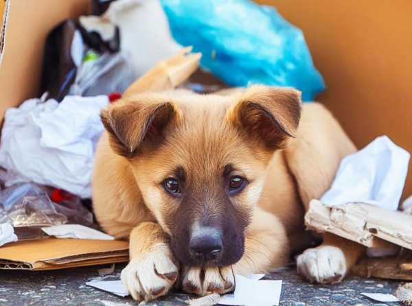 Un llamado a la conciencia: abandono de mascotas 