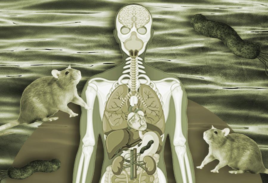 Salud P&uacute;blica, leptospirosis y el Minsa