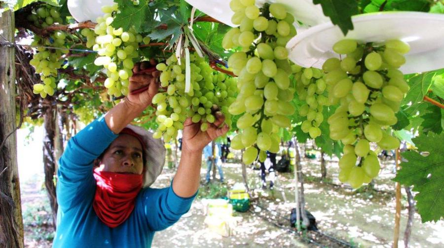 Agroexportación, competitividad y nuevo gobierno