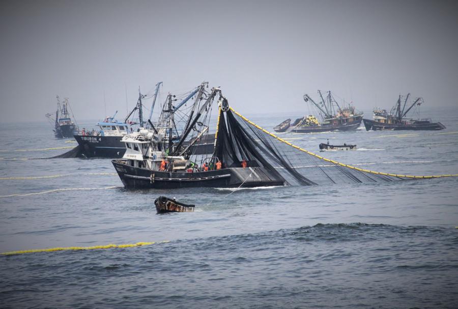 Pesca: DS-05-PRODUCE ha fracasado