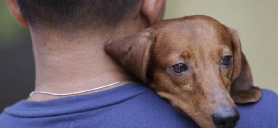 En defensa de los animales