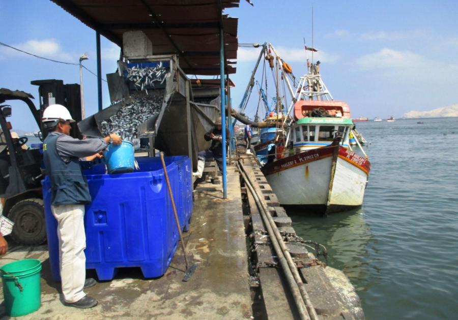 La pesca de anchoveta como motor de la economía