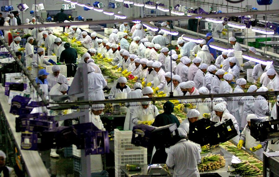 Perú campeón en agroexportación