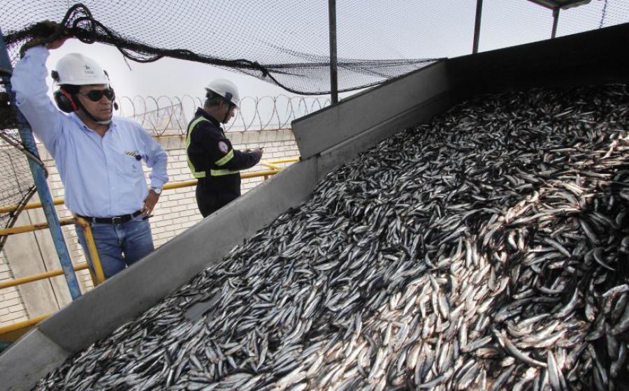 ¡La pesca de anchoveta va viento en popa!