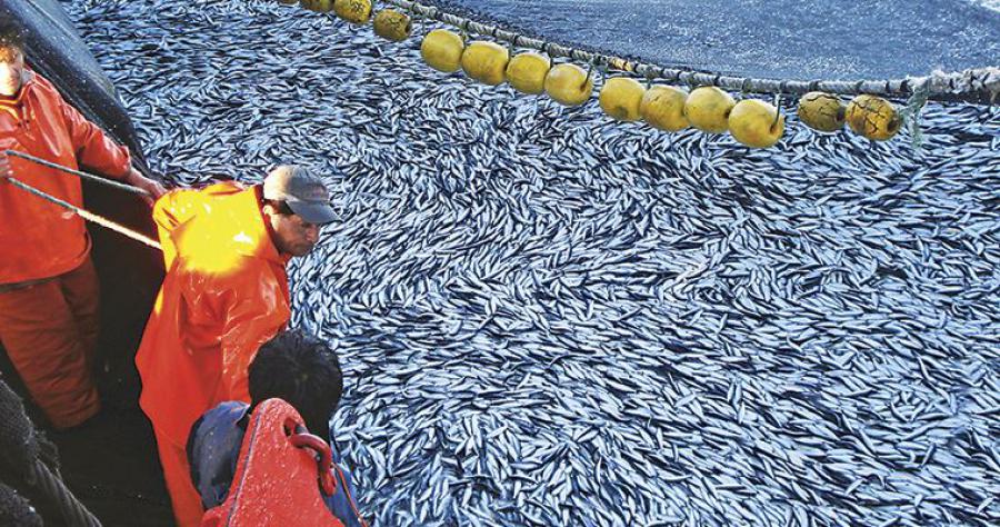 ¡Pretenden detener pesca de anchoveta!