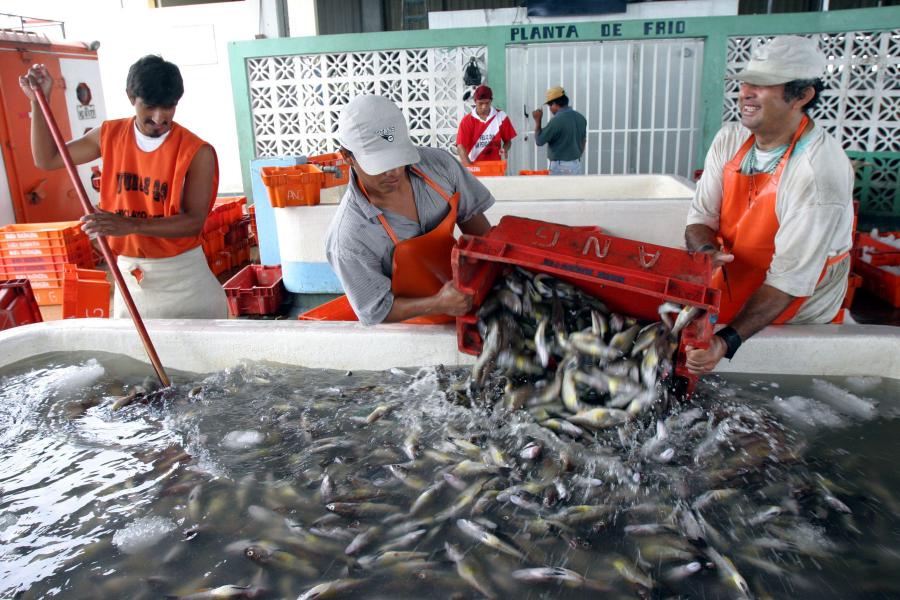Tres buenas noticias en la pesca