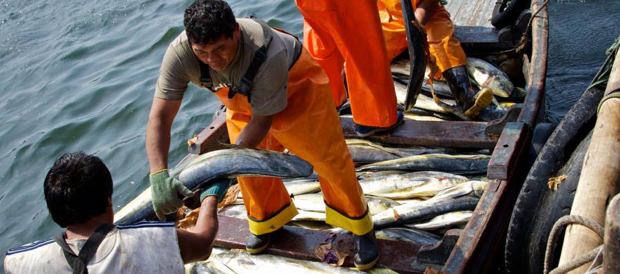 Pesca: Reconociendo el fracaso