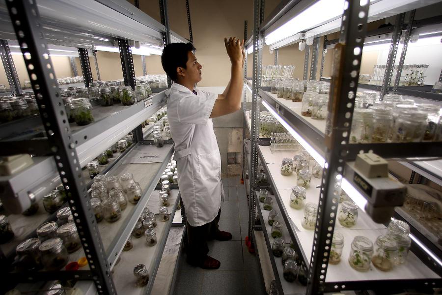 Los transgénicos y la biodiversidad