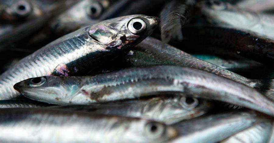 ¡Quieren detener la pesca de anchoveta!