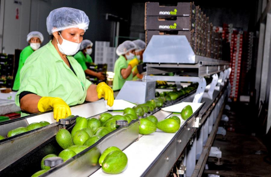 BUENAS NOTICIAS AGRARIAS Y DESAFÍOS AL GOBIERNO