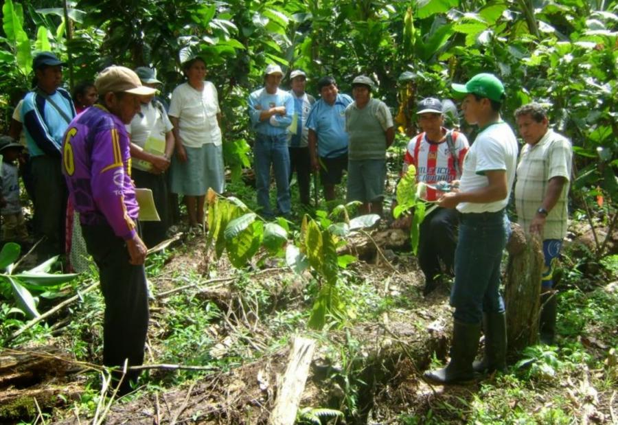 Los cafetaleros del Perú