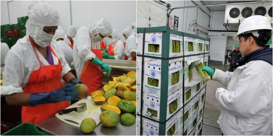 PIURA Y LA AGROEXPORTACIÓN