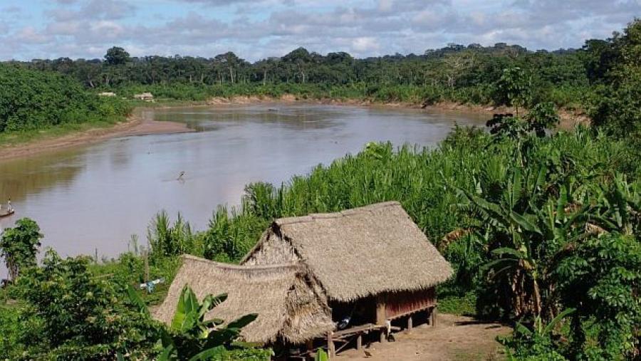 La selva que olvidamos