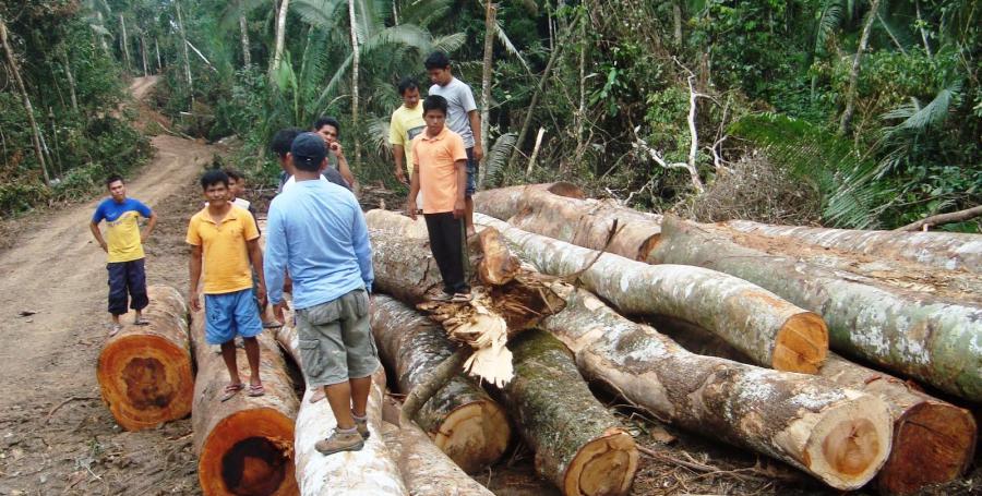 La Ley Forestal entrampada