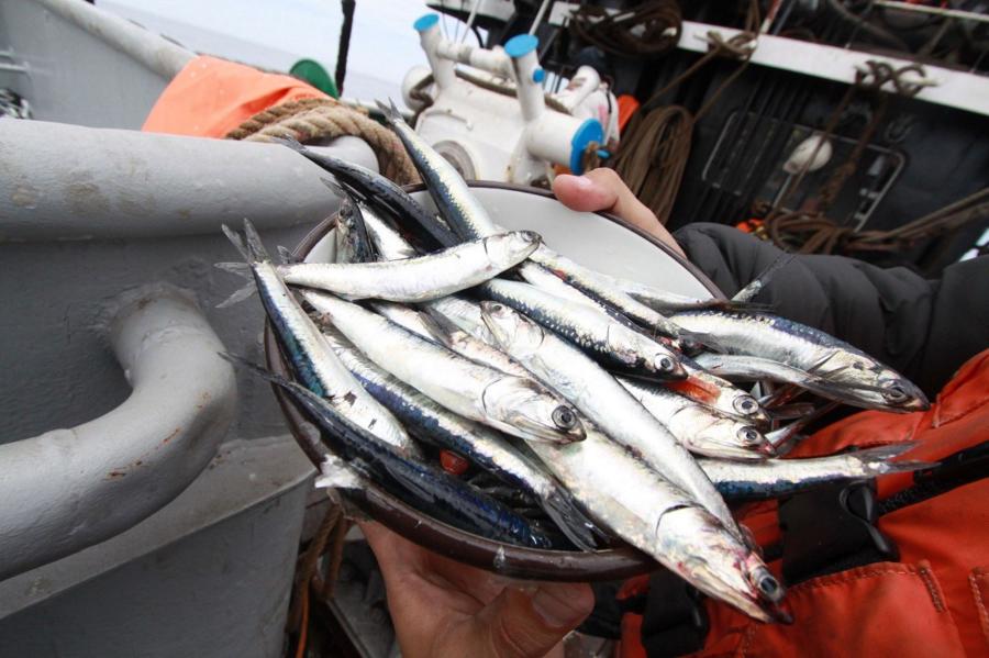 Pesca industrial a todo vapor