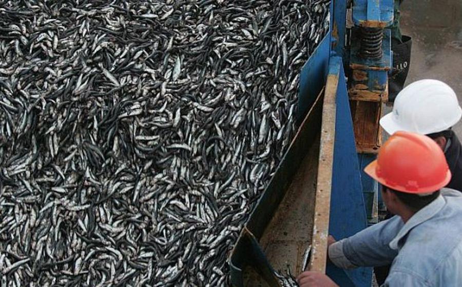 La sensatez se impone en Produce