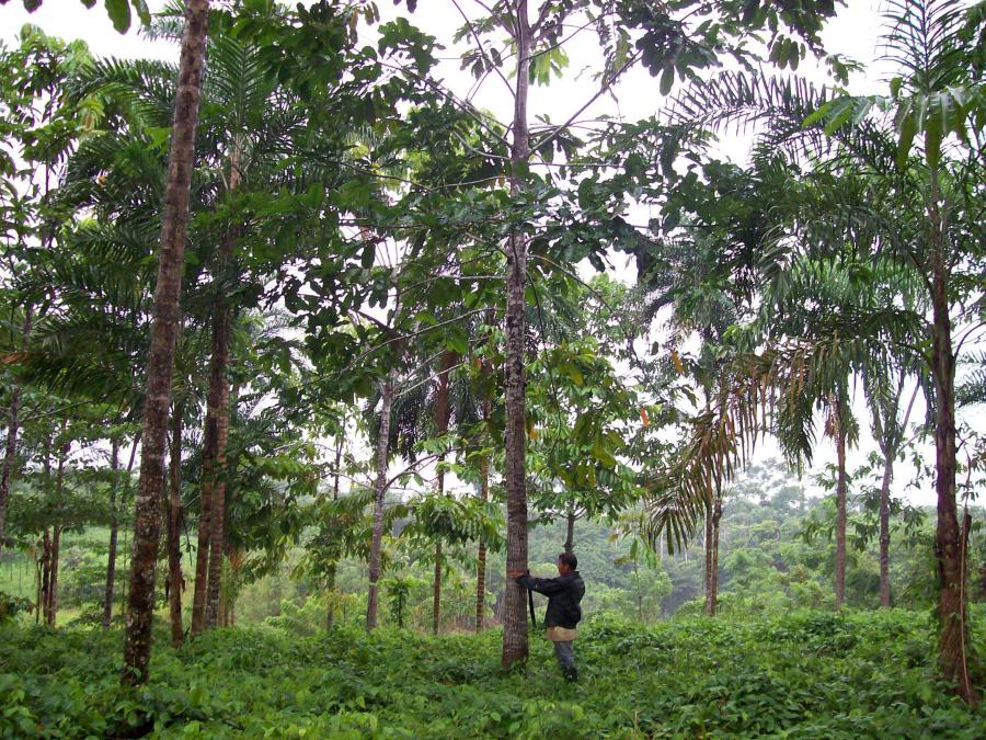El sector forestal en el nuevo gobierno