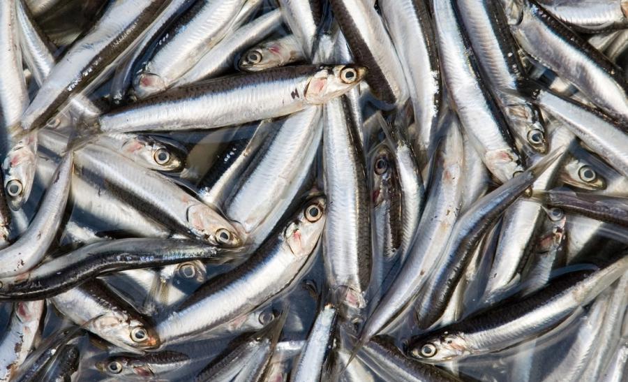 ¡Pesca de anchoveta a paso firme!