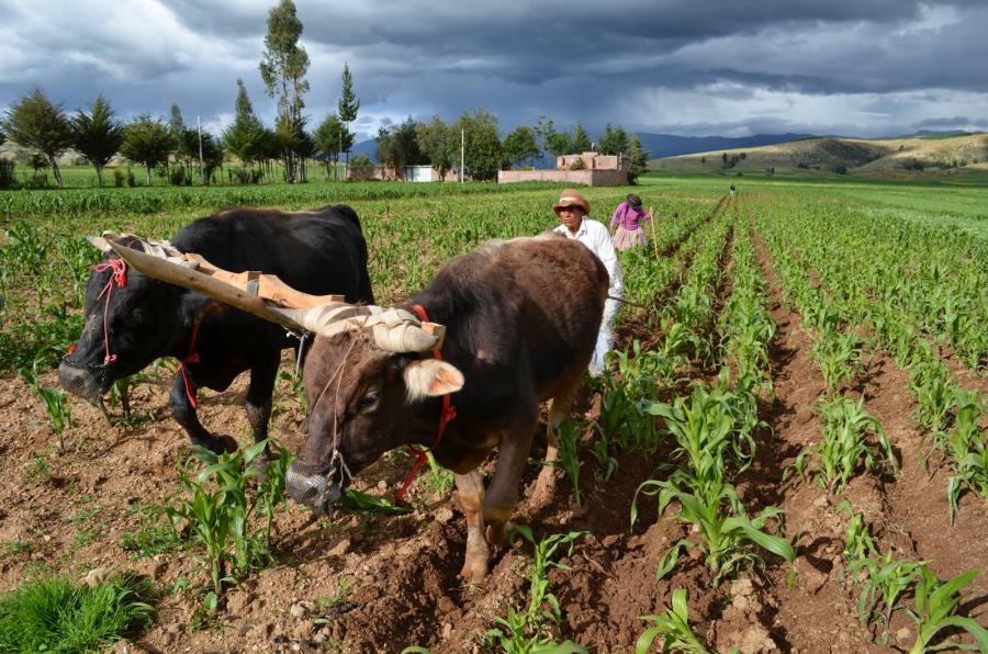 Buenas noticias agrarias