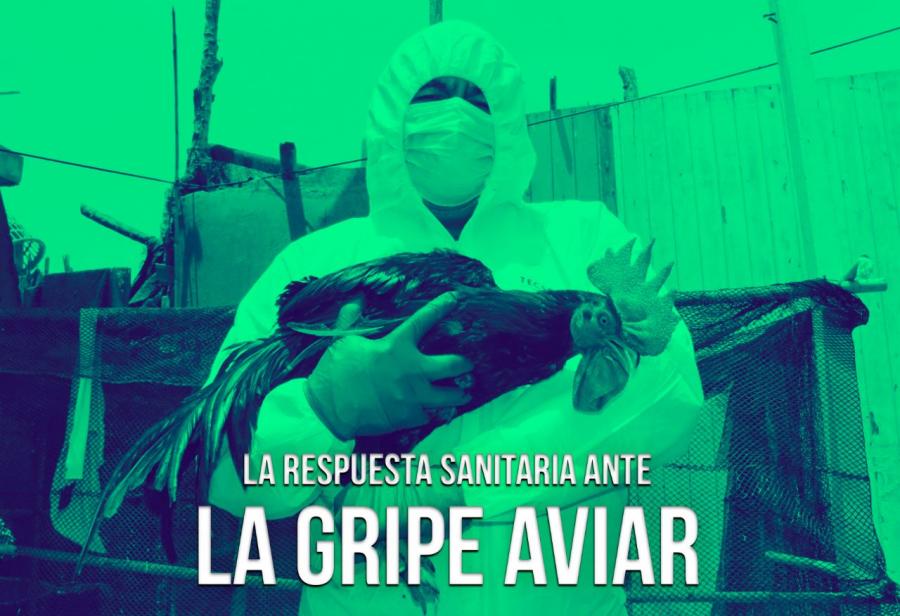 La respuesta sanitaria ante la gripe aviar