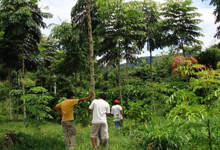 Amazonía: ¿se depreda y desperdicia o vale un Perú?