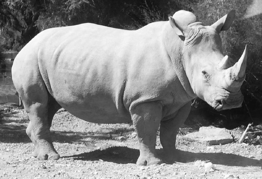 El último de su especie