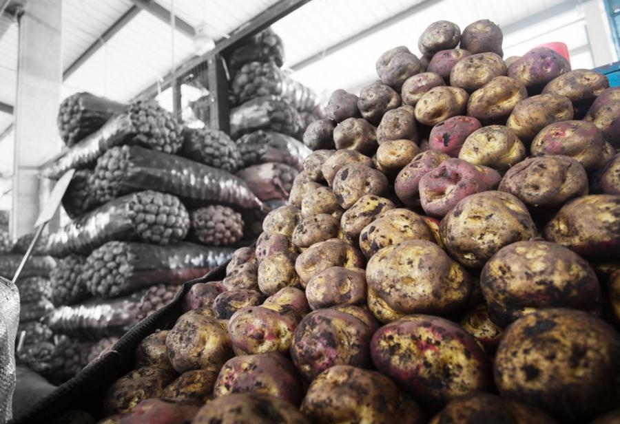 El origen del camote